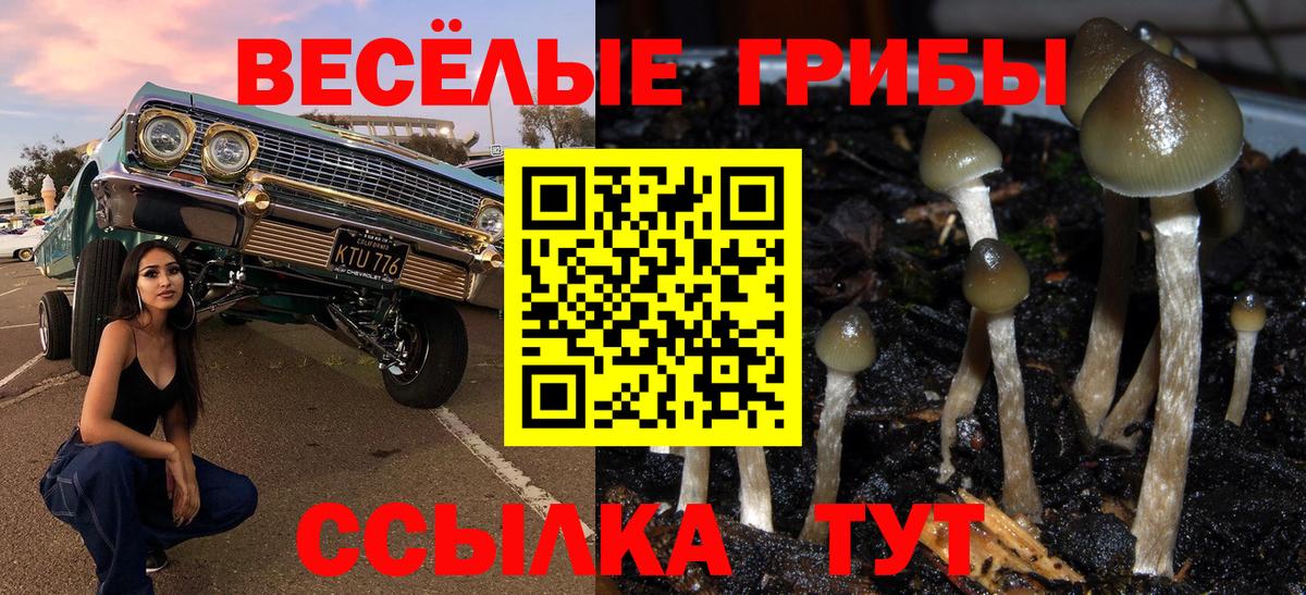 где купить наркоту  Псилоцибиновые грибы Psilocybine cubensis  Выборг  Вход с VPN  Псилоцибиновые грибы GOLDEN TEACHER 